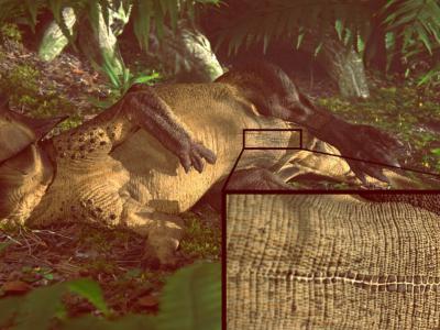 1.3亿年前生活在中国的草食性恐龙——鹦鹉嘴龙有“肚脐”