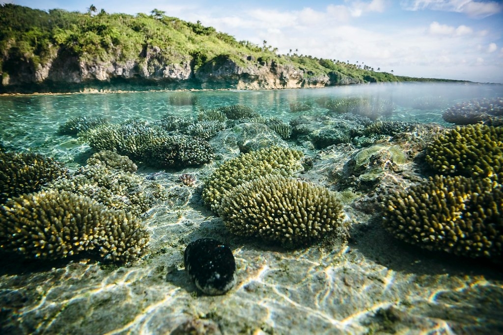 人口仅1700的太平洋岛国纽埃宣布将保护广达31万7500平方公里的专属经济海域