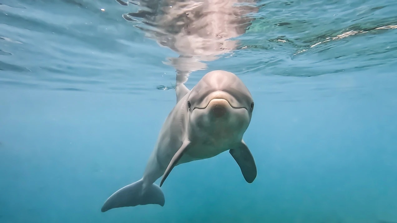 一只瓶鼻海豚宝宝在百慕大海豚探索园区（Dolphin Quest Bermuda）的海水泻湖中四处探索。 PHOTOGRAPH BY CHRISTIAN ADA