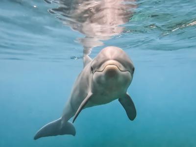 研究首度指出海豚可以透过“味道”辨别朋友