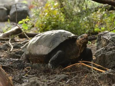 厄瓜多尔的加拉伯戈斯群岛捕获的巨型陆龟是被指灭绝的费尔南迪纳岛陆龟