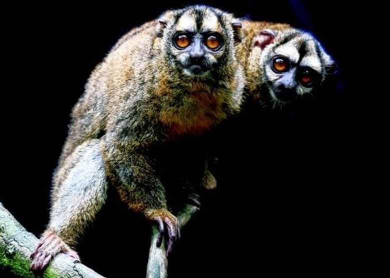 新加坡夜间野生动物园将展出巴西豪猪和灰手夜猴