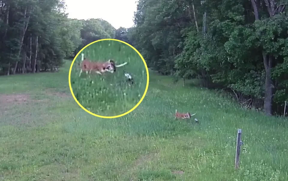 美国威斯康辛州一只兔子遭攻击 小鹿挺身而出踩死红尾鵟