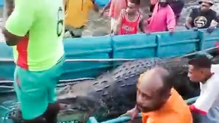 印尼西巴布亚省建筑工人遭河中鳄鱼拖进水里 隔日发现肚子肿胀的鳄鱼