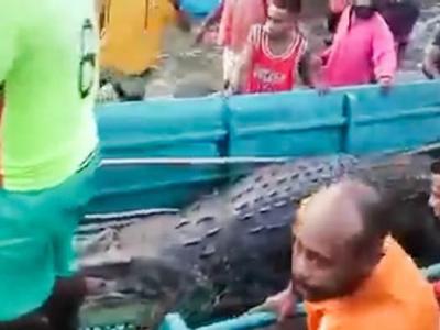 印尼西巴布亚省建筑工人遭河中鳄鱼拖进水里 隔日发现肚子肿胀的鳄鱼