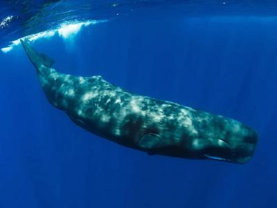 抹香鲸富含脂肪的鼻子曾被凶狠的巨齿鲨啃食