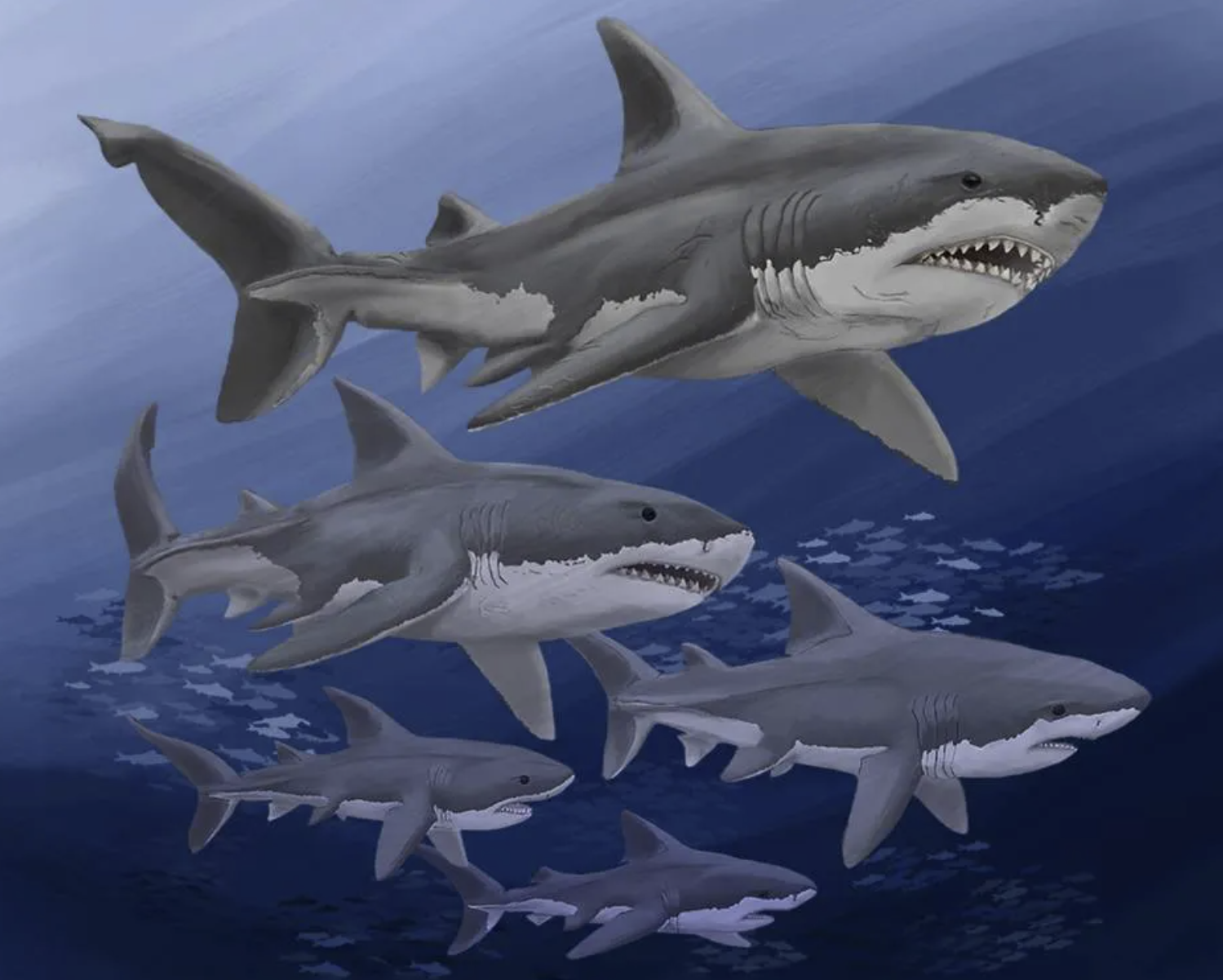 新证据显示巨齿鲨比想象的还要可怕和强大