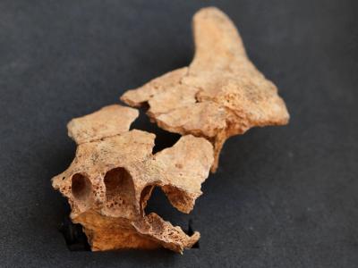 西班牙发现欧洲最古老人类化石 距今约140万年