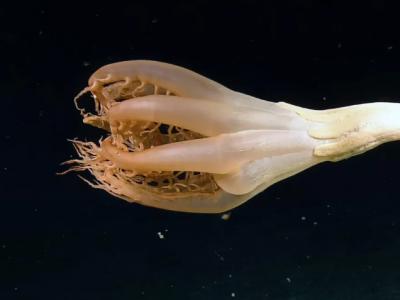 鹦鹉螺号勘探船在太平洋发现一种耐人寻味的触角状生物——Solumbellula海笔