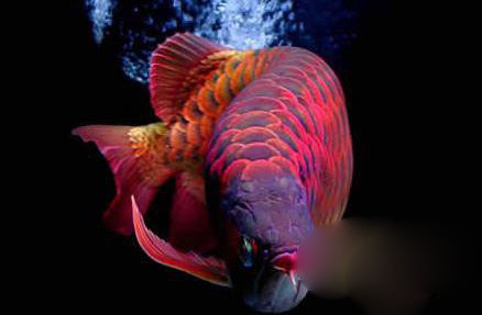 世界上最贵的鱼：血红龙500万/金钱鳘300万